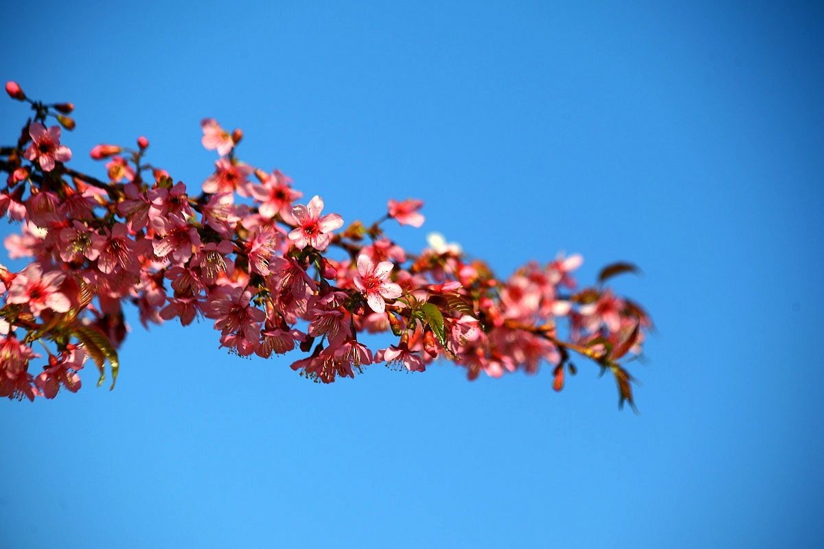 冬樱花（八）
