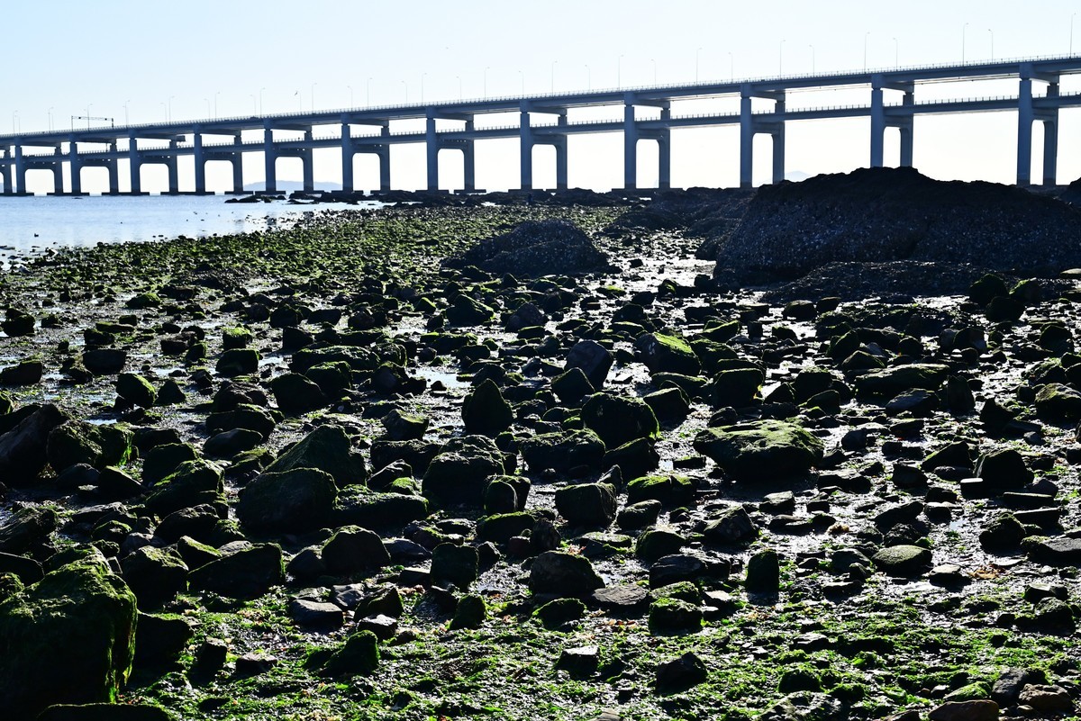 春天里的黑石礁海边风光美