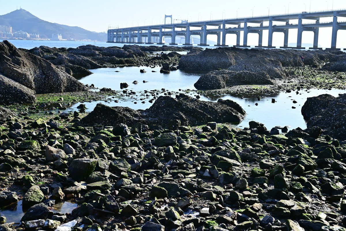 春天里的黑石礁海边风光美