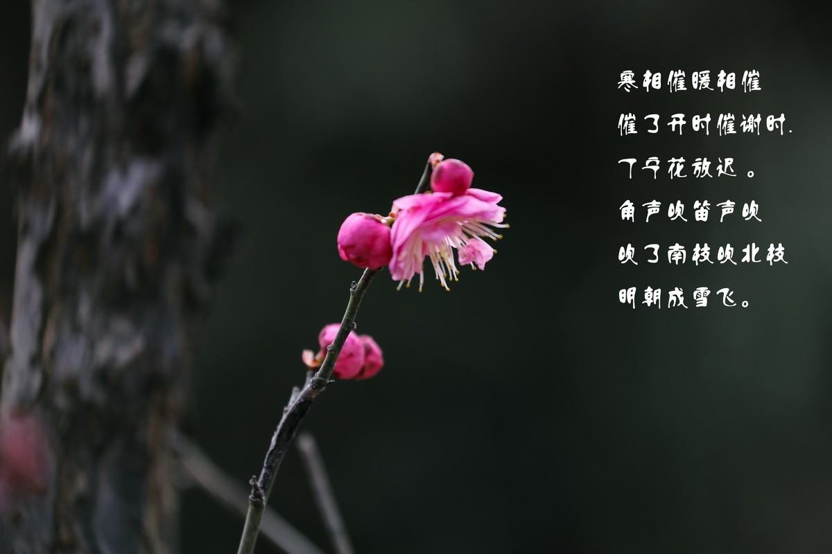 红梅