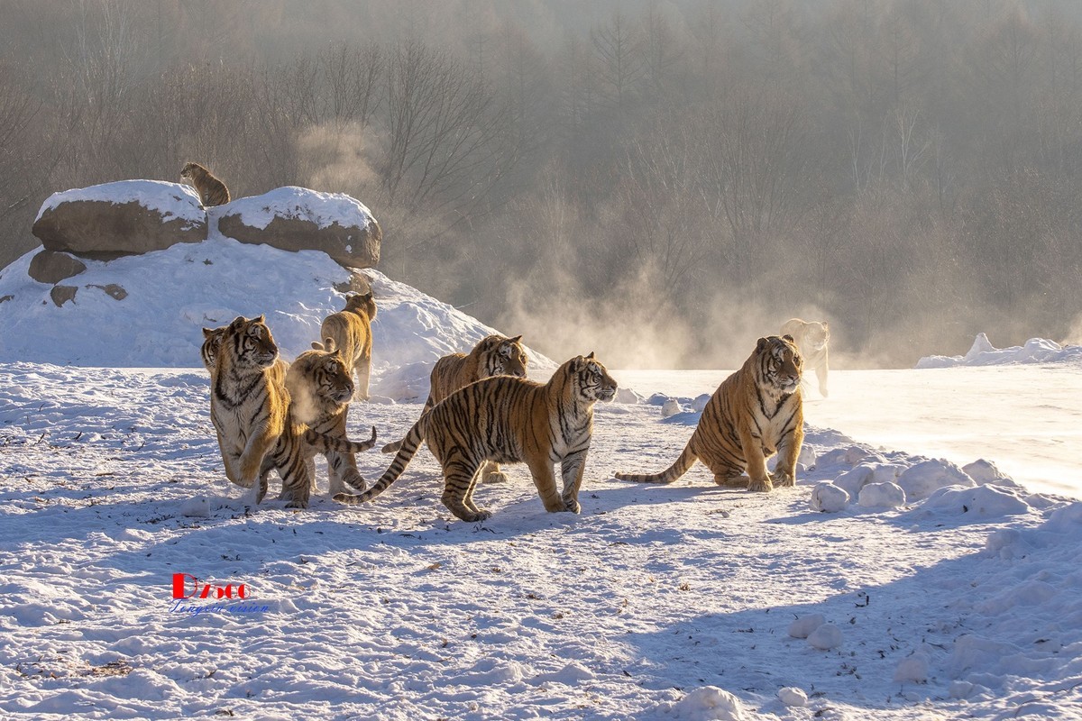 东北虎林园（47）