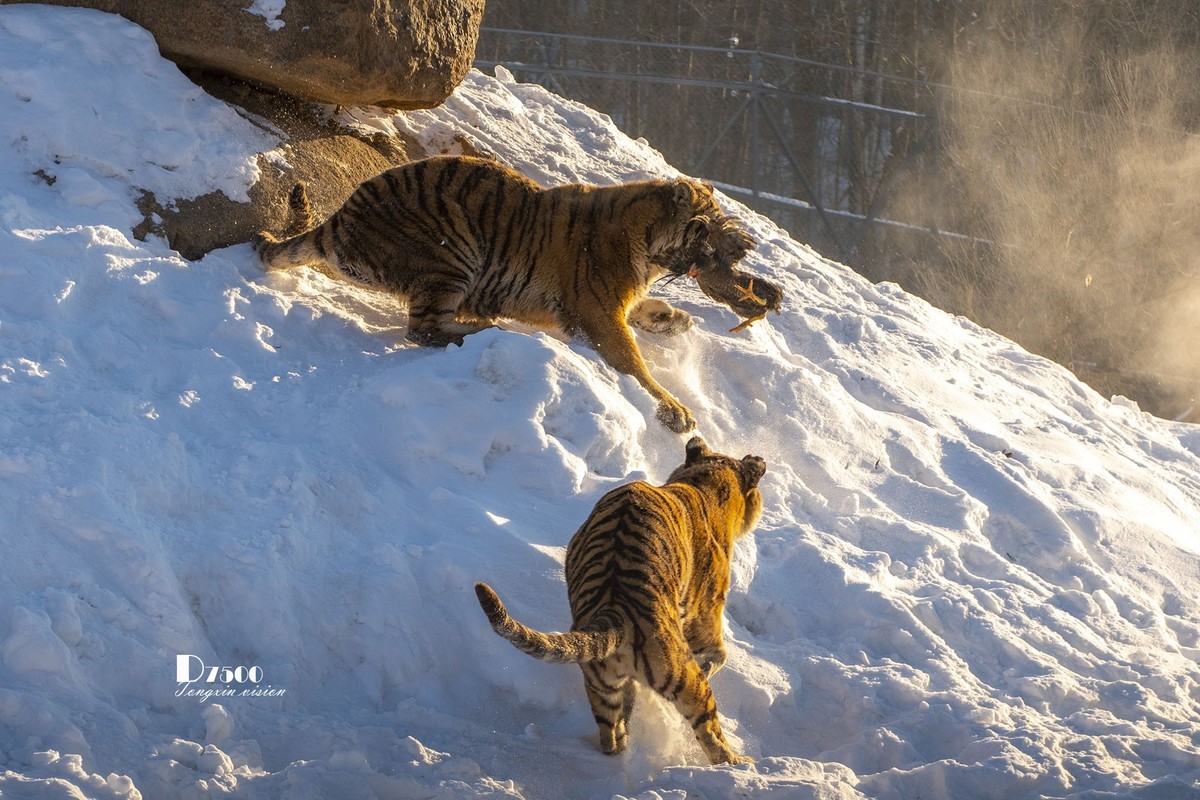 东北虎林园（47）