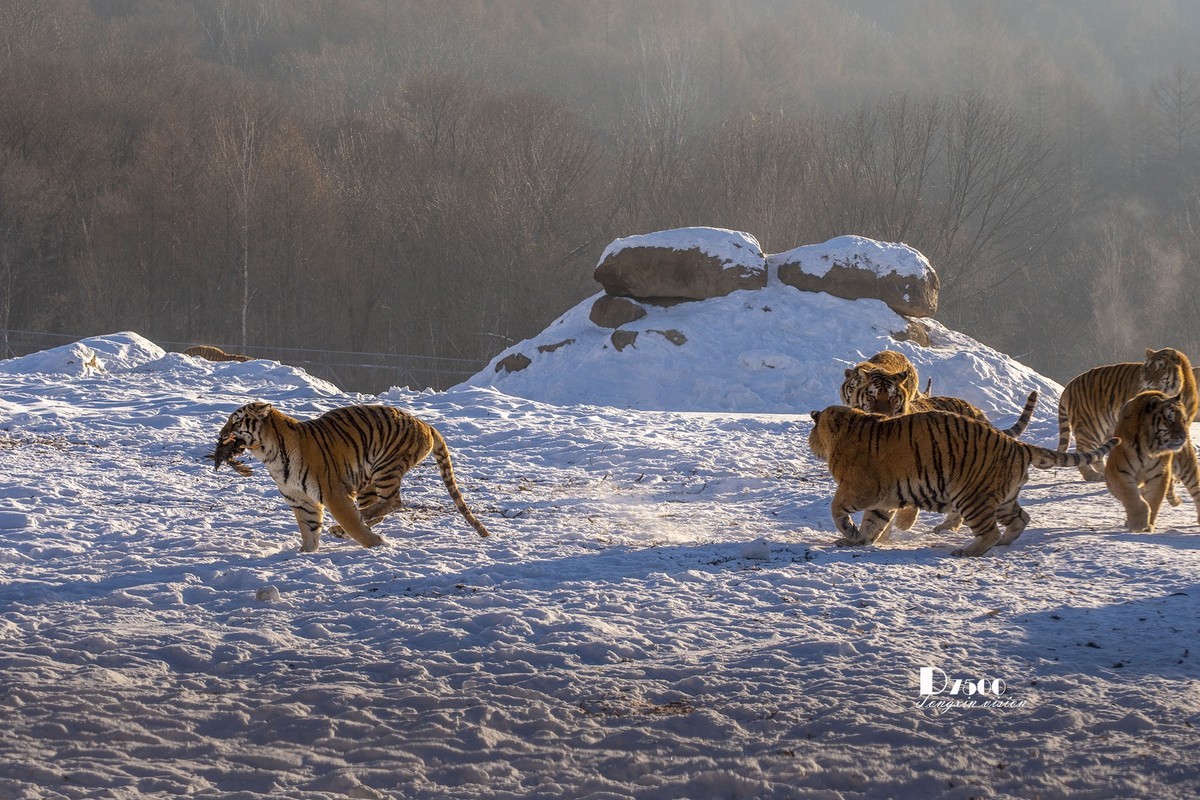 东北虎林园（47）