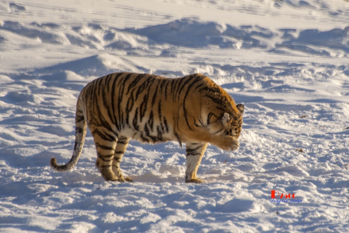 东北虎林园（47）