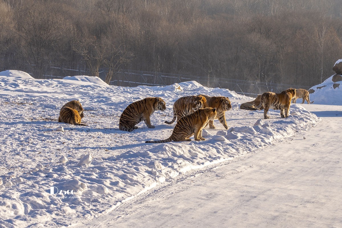 东北虎林园（47）