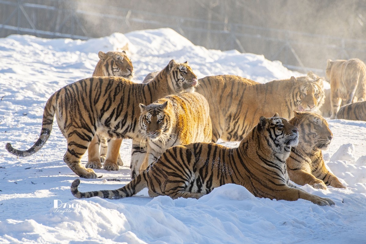 东北虎林园（47）