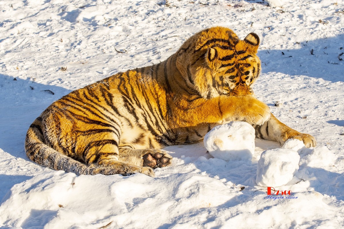 东北虎林园（47）