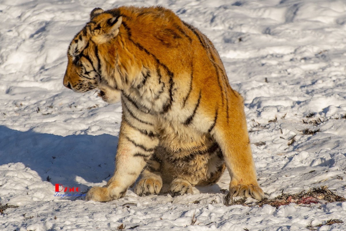 东北虎林园（47）