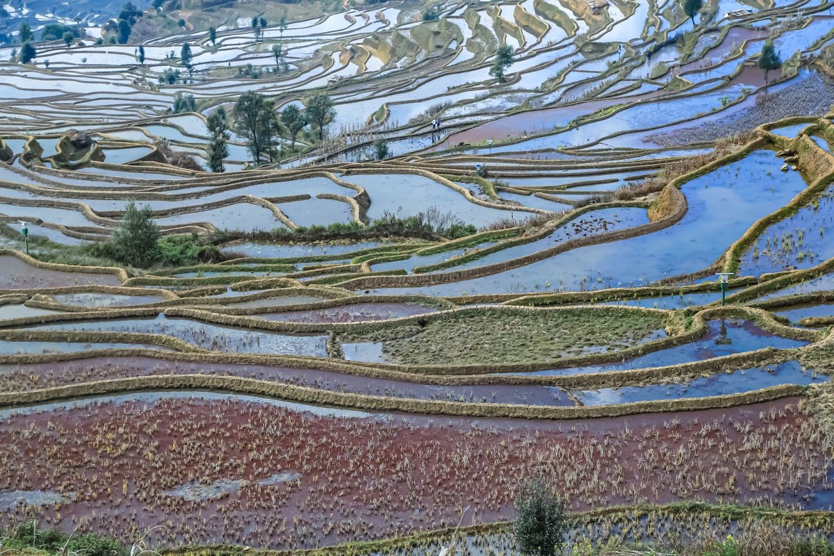 初春的元阳（二）