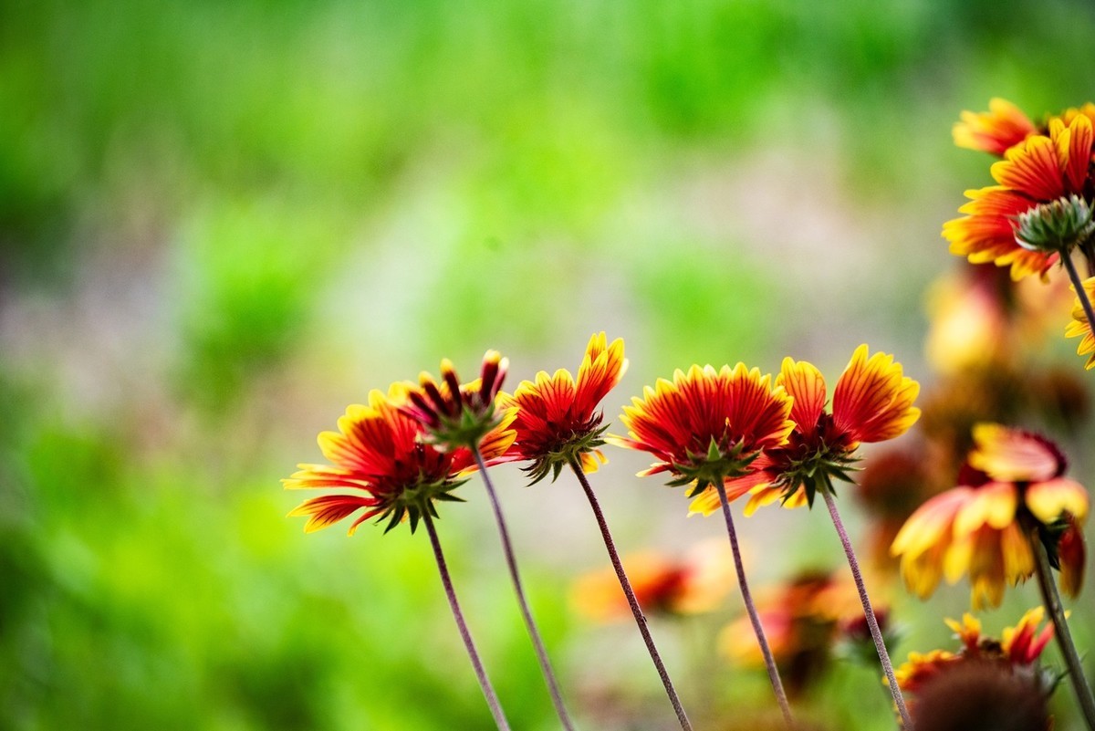 剑叶金鸡菊（三）