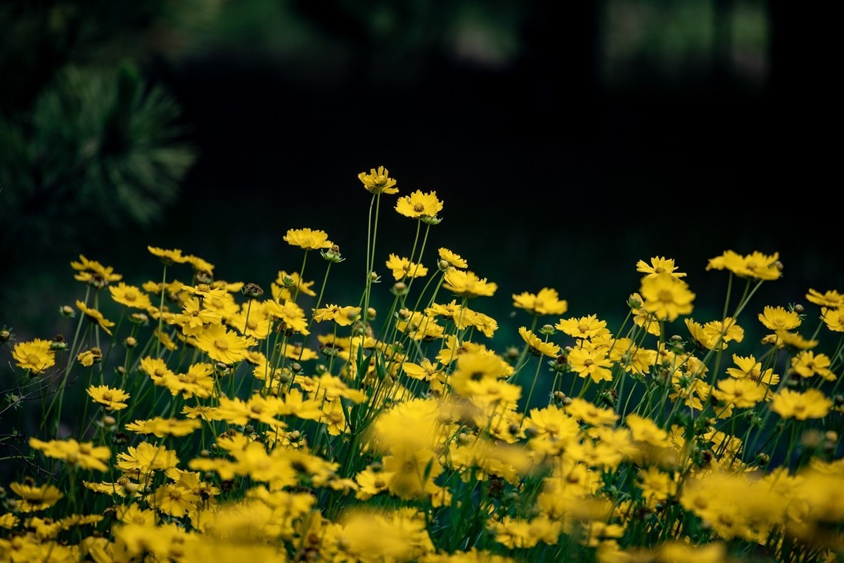 剑叶金鸡菊（三）