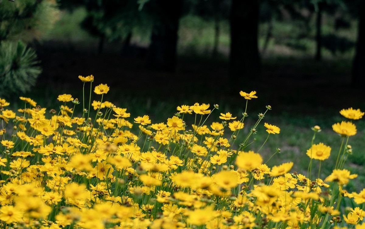 剑叶金鸡菊（三）