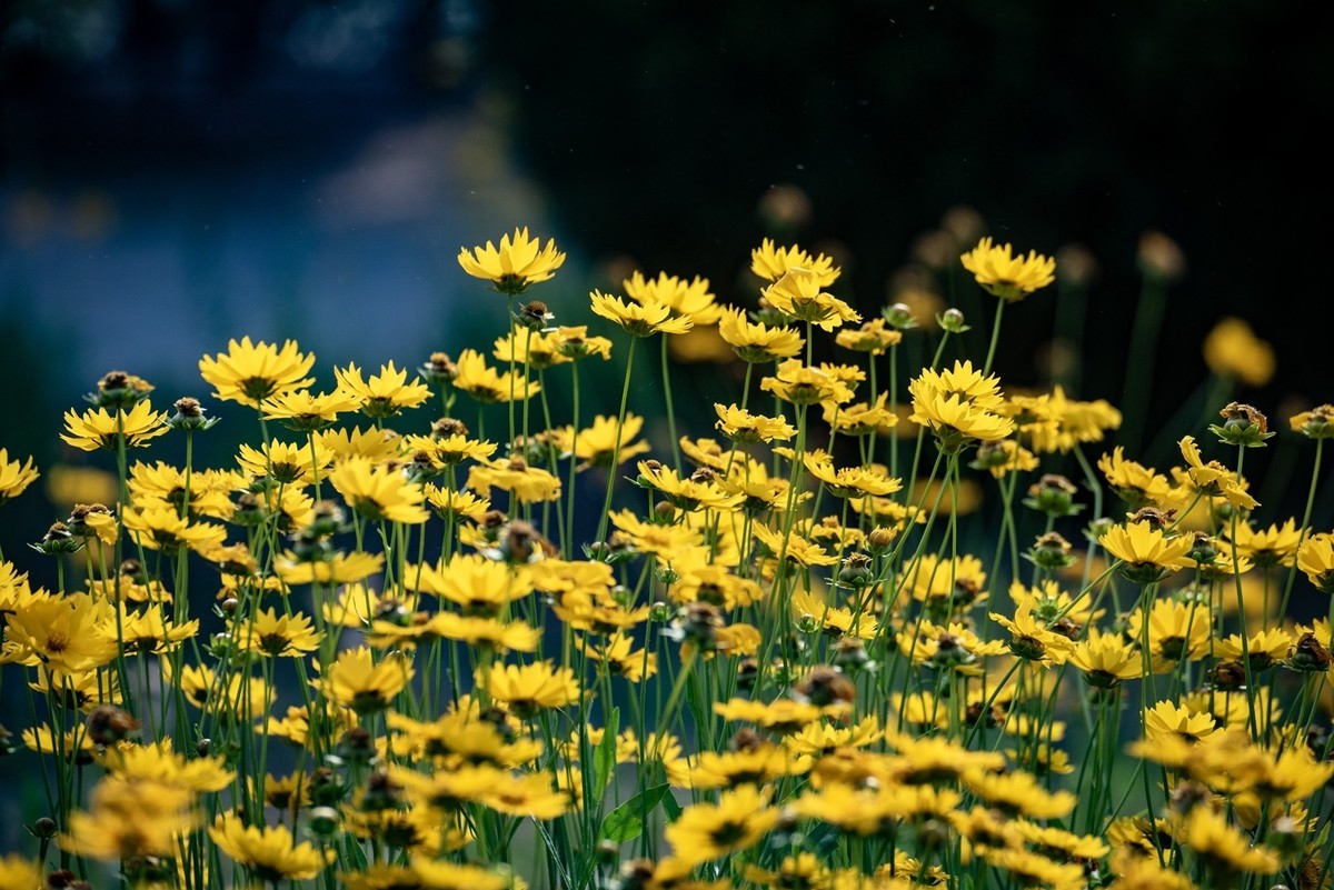 剑叶金鸡菊（三）