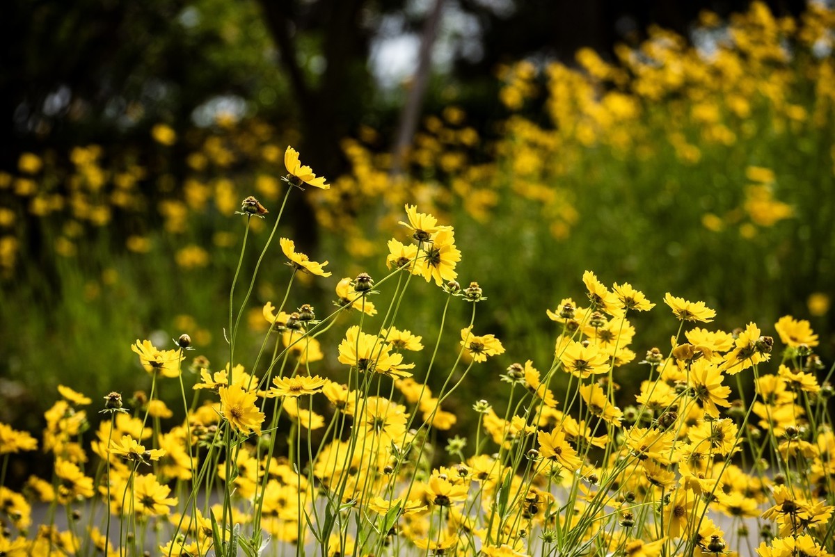 剑叶金鸡菊（三）