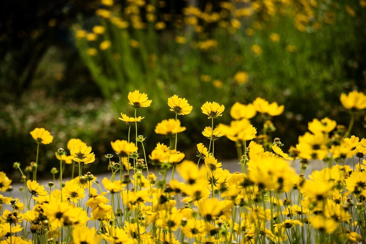 剑叶金鸡菊（三）