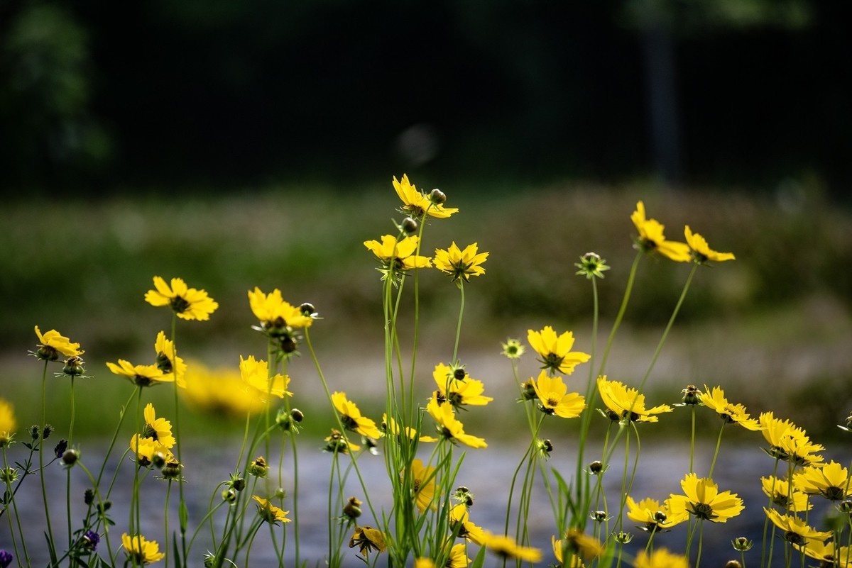 剑叶金鸡菊（三）