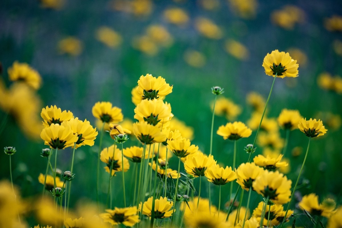 剑叶金鸡菊（三）