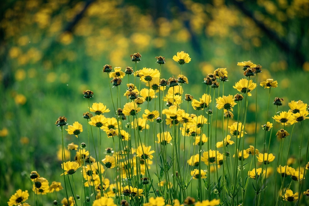 剑叶金鸡菊（三）