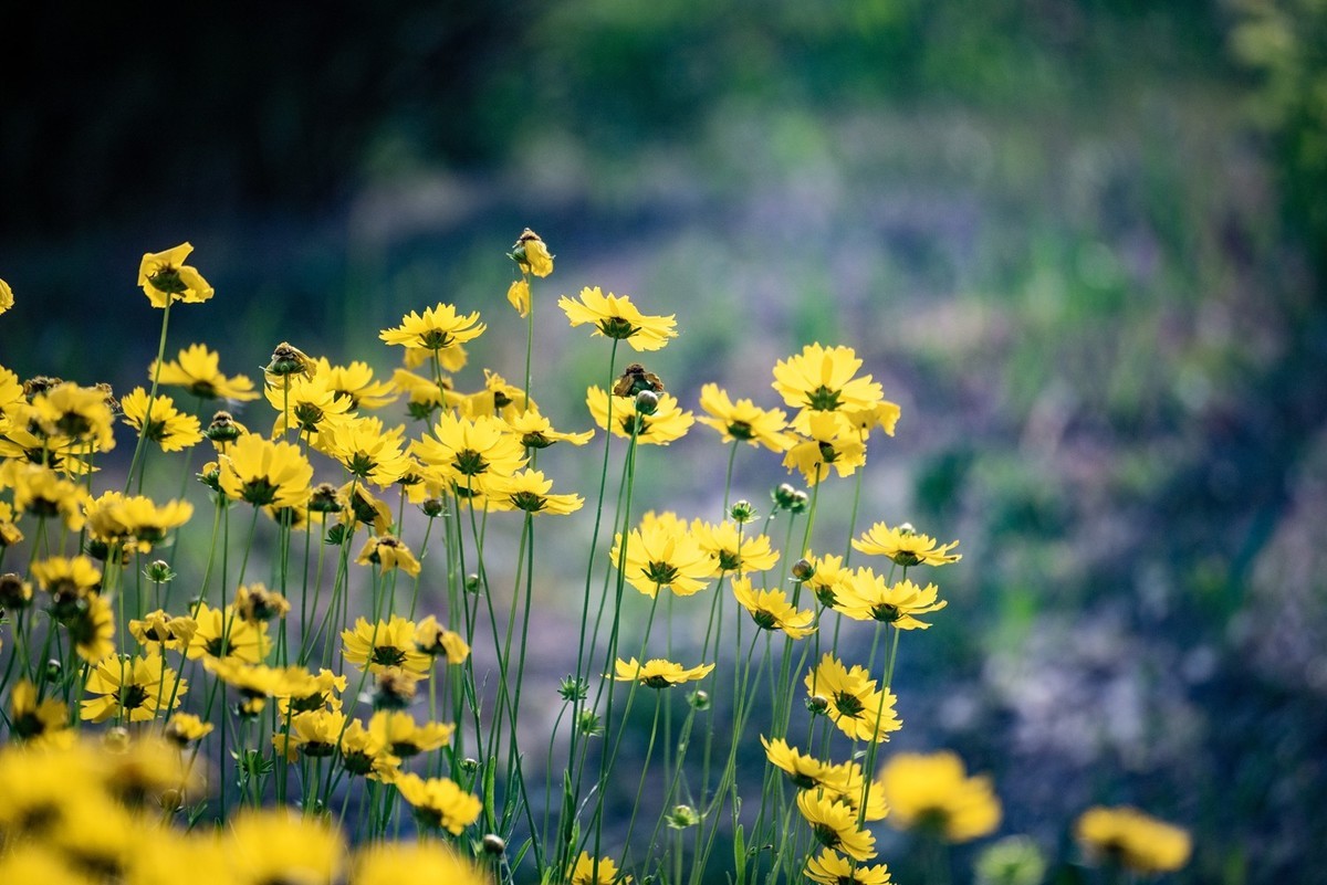 剑叶金鸡菊（三）