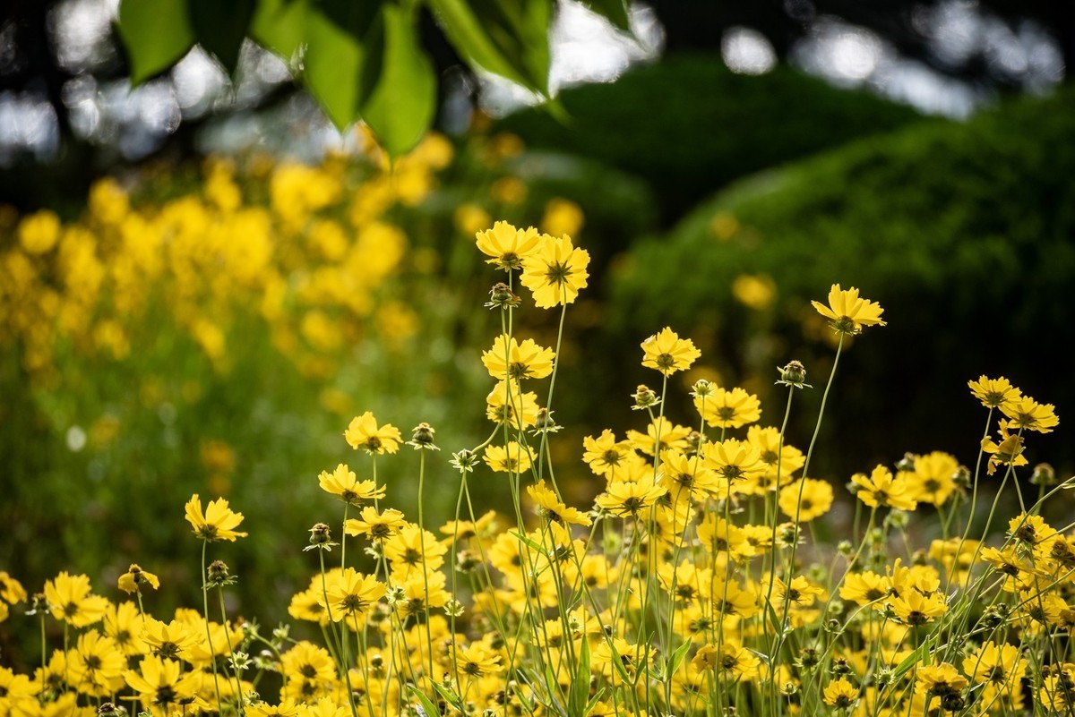 剑叶金鸡菊（三）