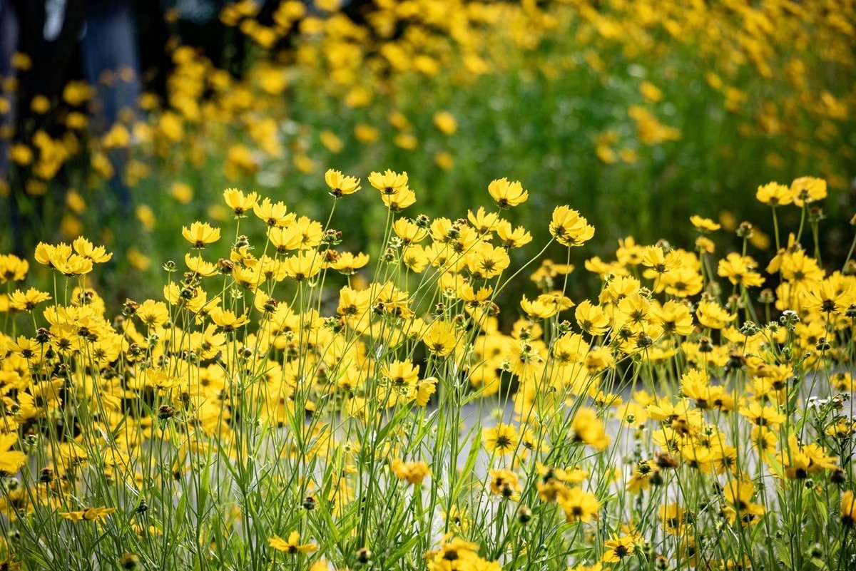 剑叶金鸡菊（三）