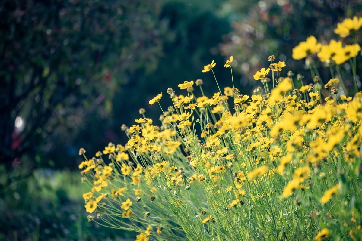 剑叶金鸡菊（一）