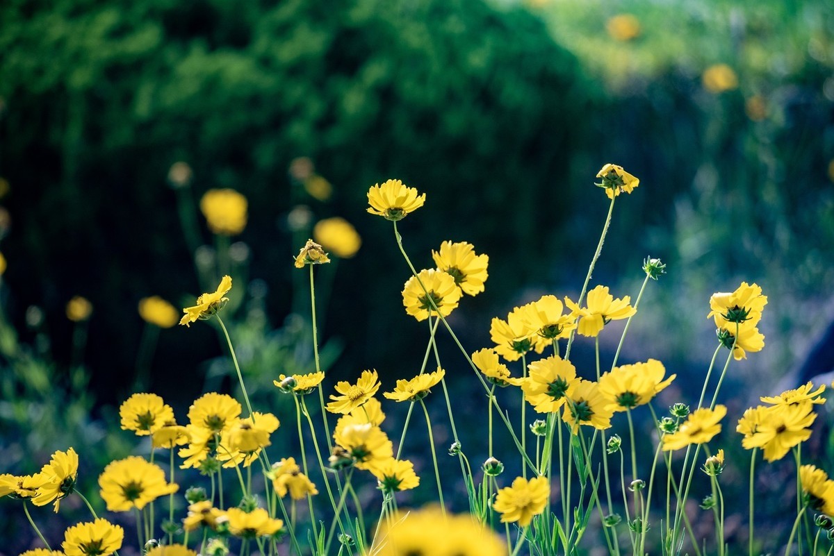 剑叶金鸡菊（一）