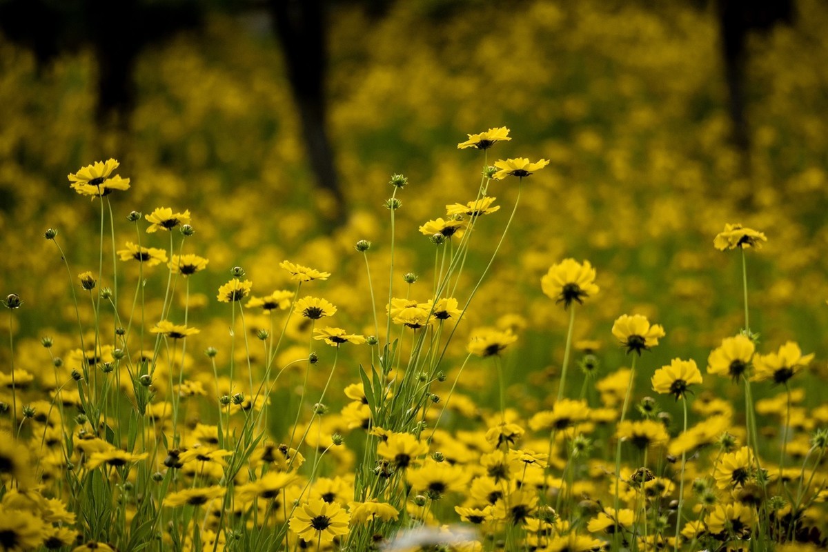 剑叶金鸡菊（一）