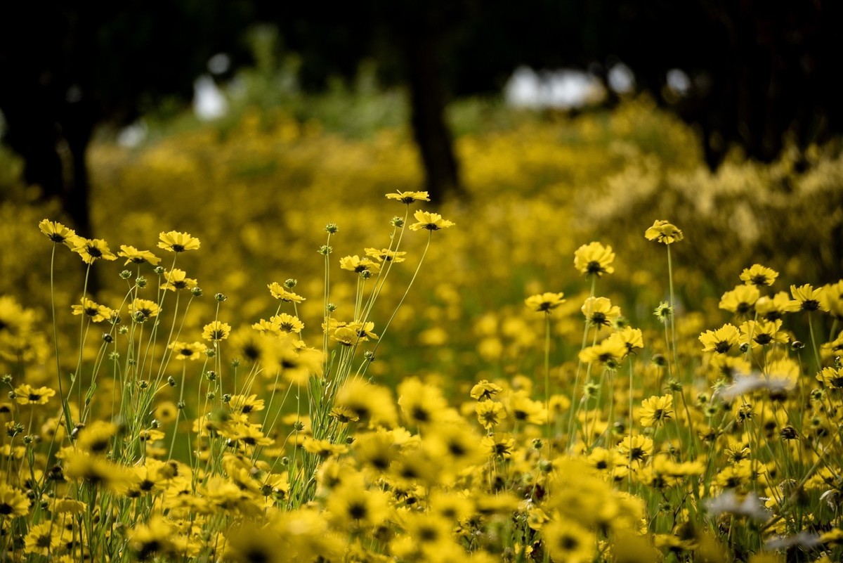 剑叶金鸡菊（一）