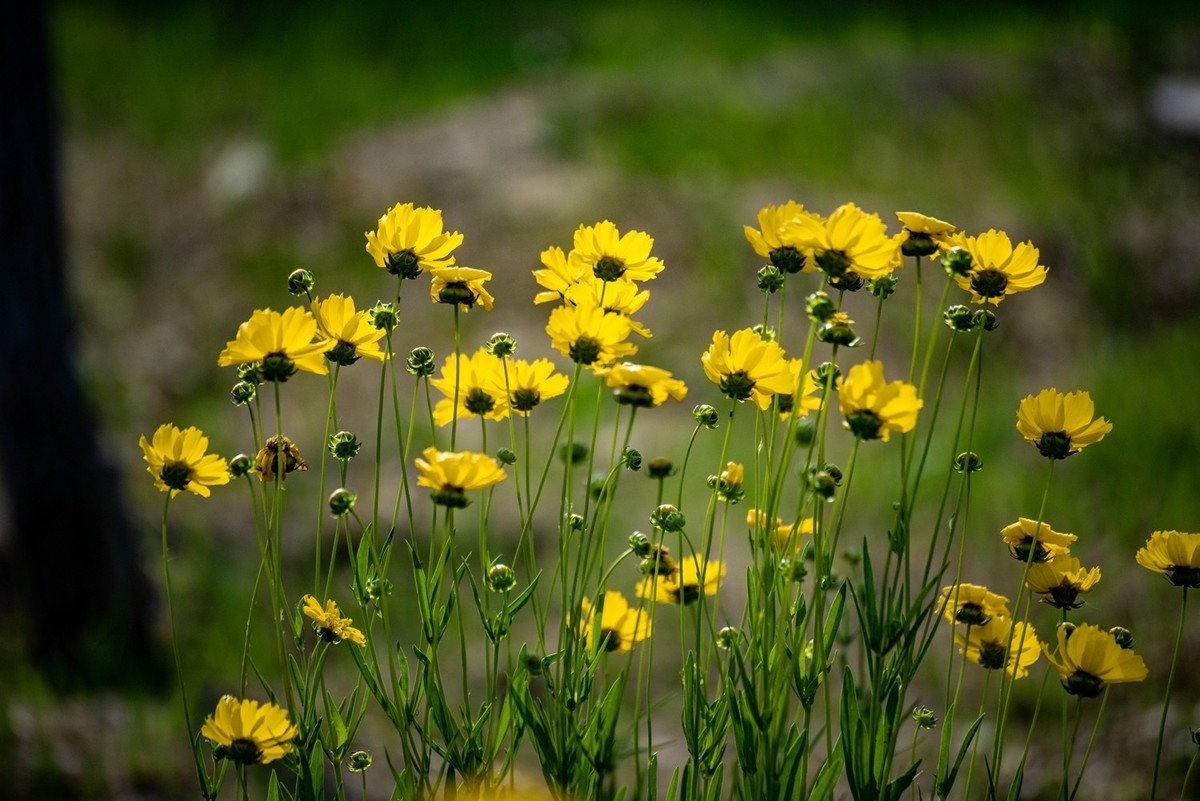 剑叶金鸡菊（一）