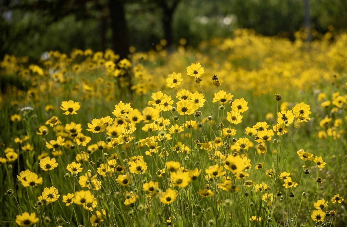 剑叶金鸡菊（一）