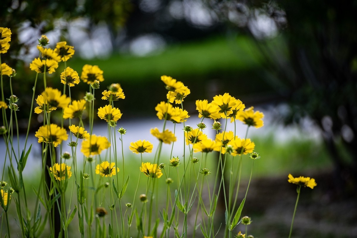 剑叶金鸡菊（一）