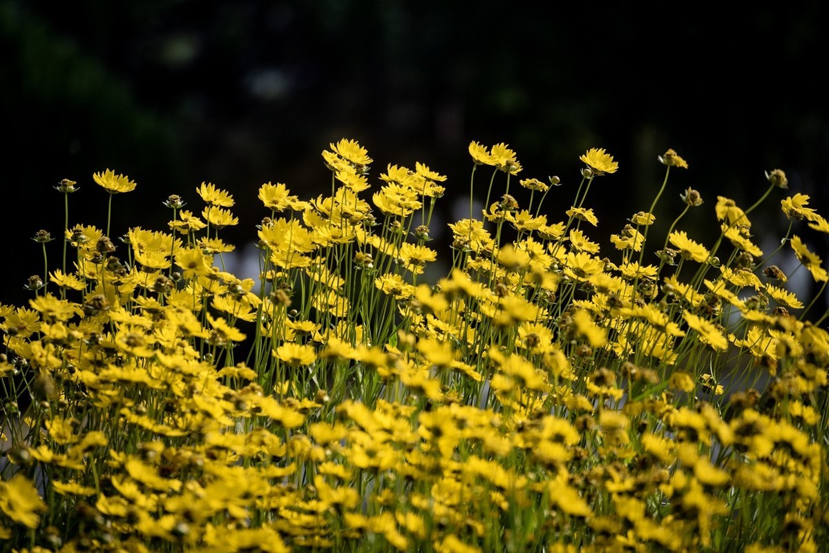 剑叶金鸡菊（一）