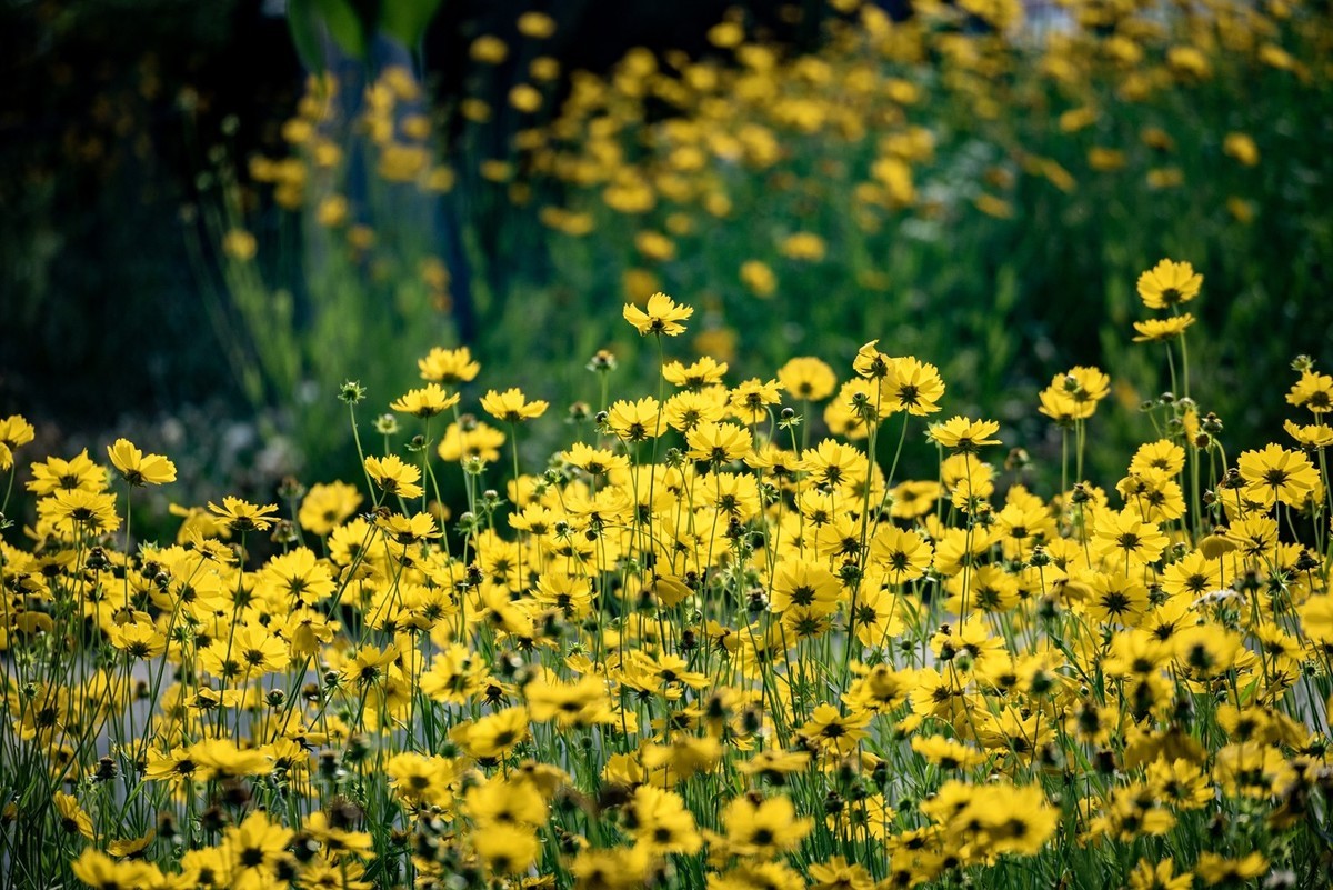 剑叶金鸡菊（一）