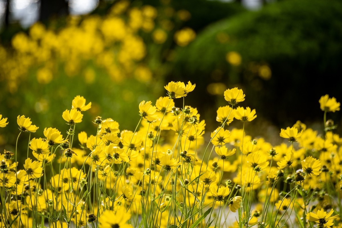剑叶金鸡菊（一）