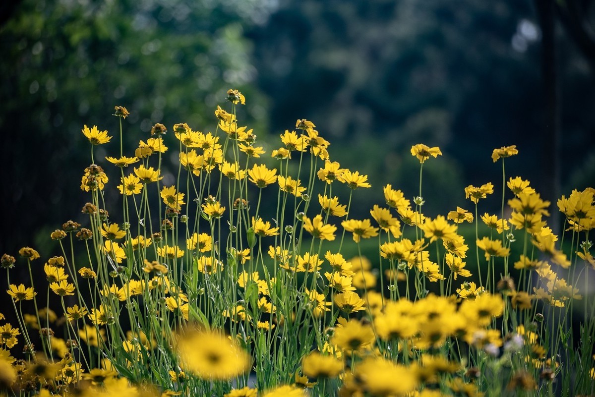 剑叶金鸡菊（四）
