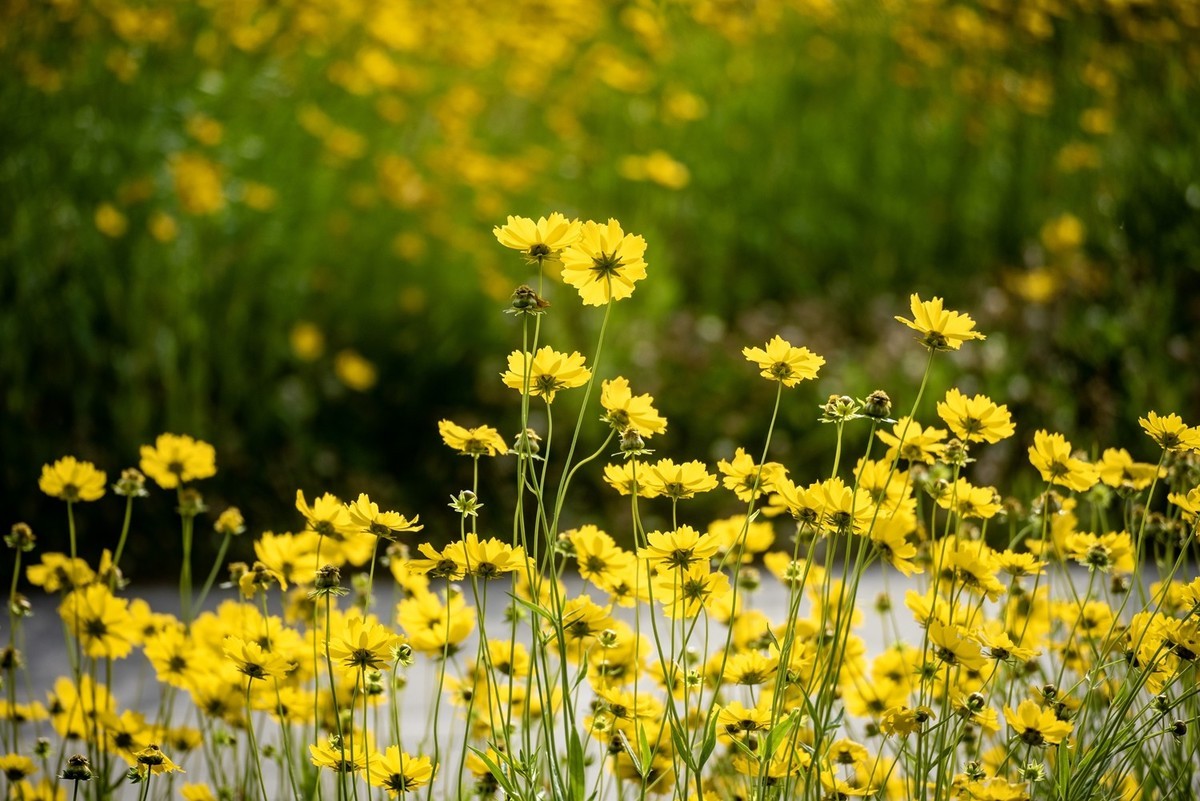 剑叶金鸡菊（四）