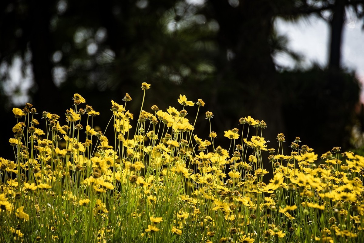 剑叶金鸡菊（四）