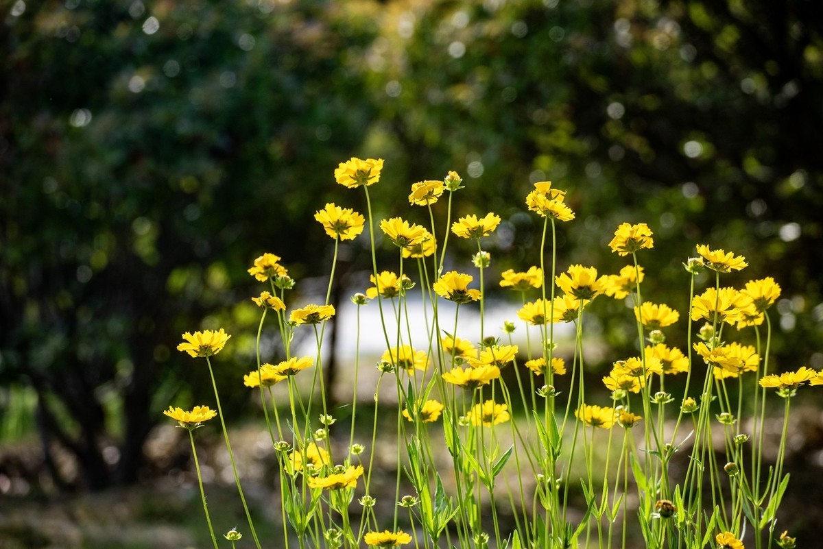 剑叶金鸡菊（四）