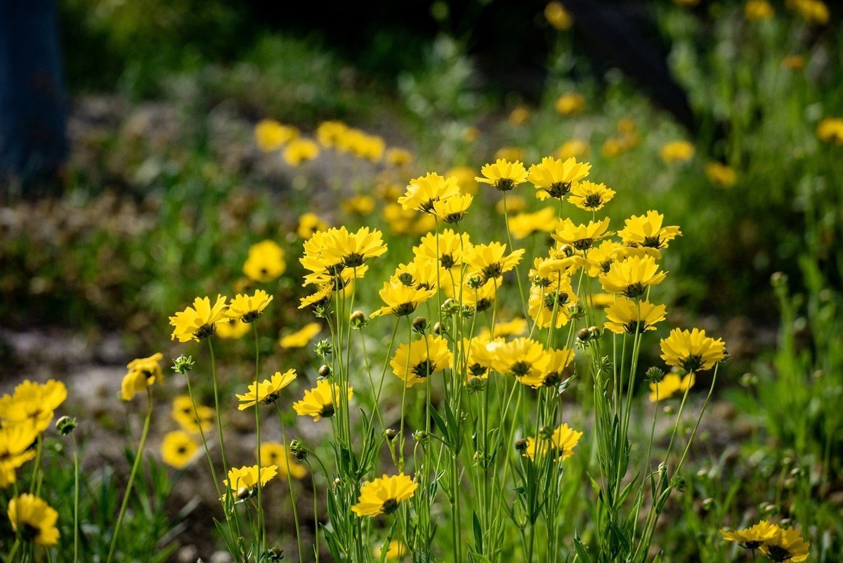 剑叶金鸡菊（四）