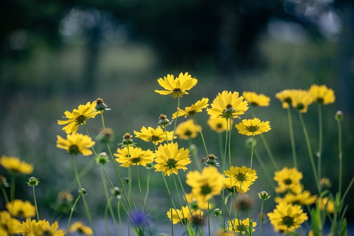 剑叶金鸡菊（四）