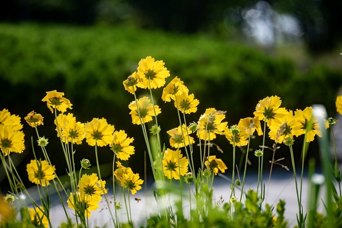 剑叶金鸡菊（四）