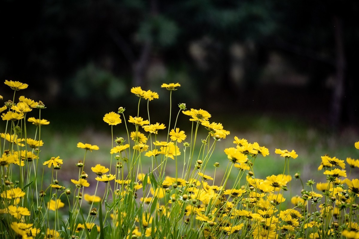 剑叶金鸡菊（四）