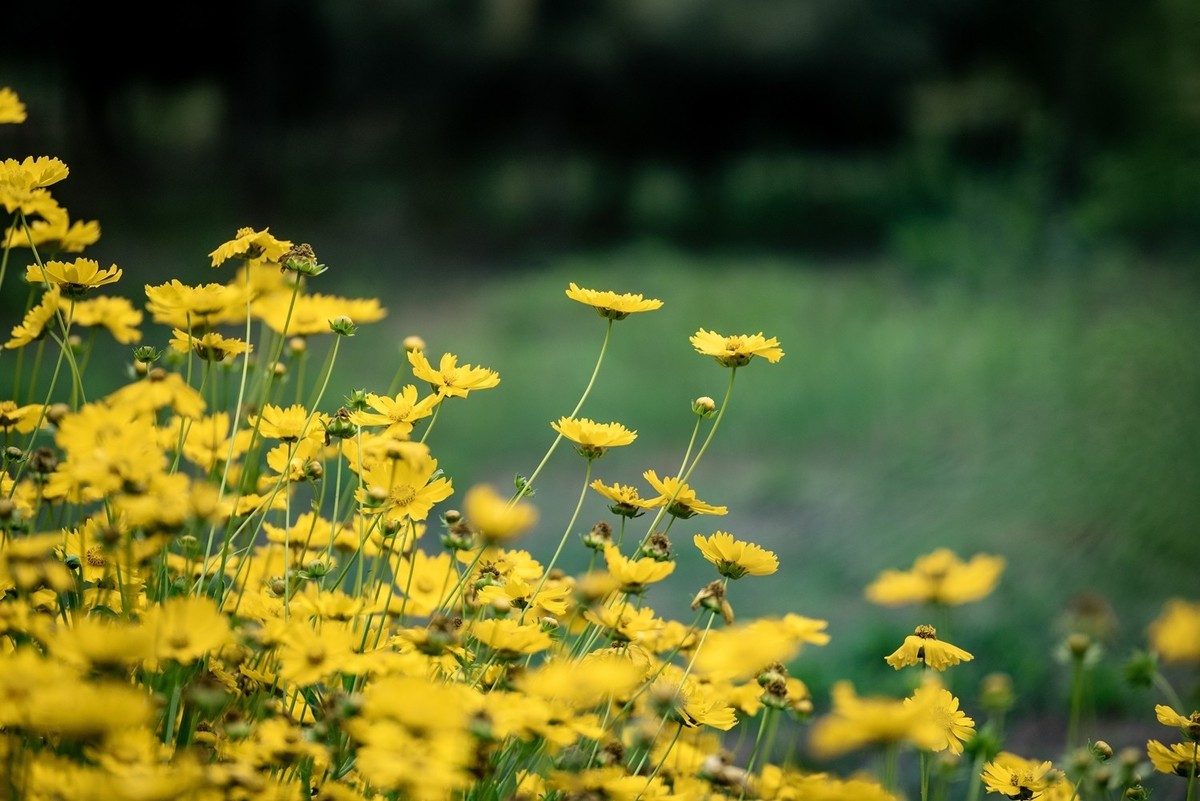 剑叶金鸡菊（四）