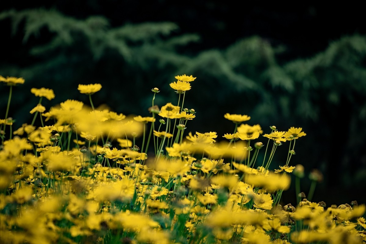 剑叶金鸡菊（五）