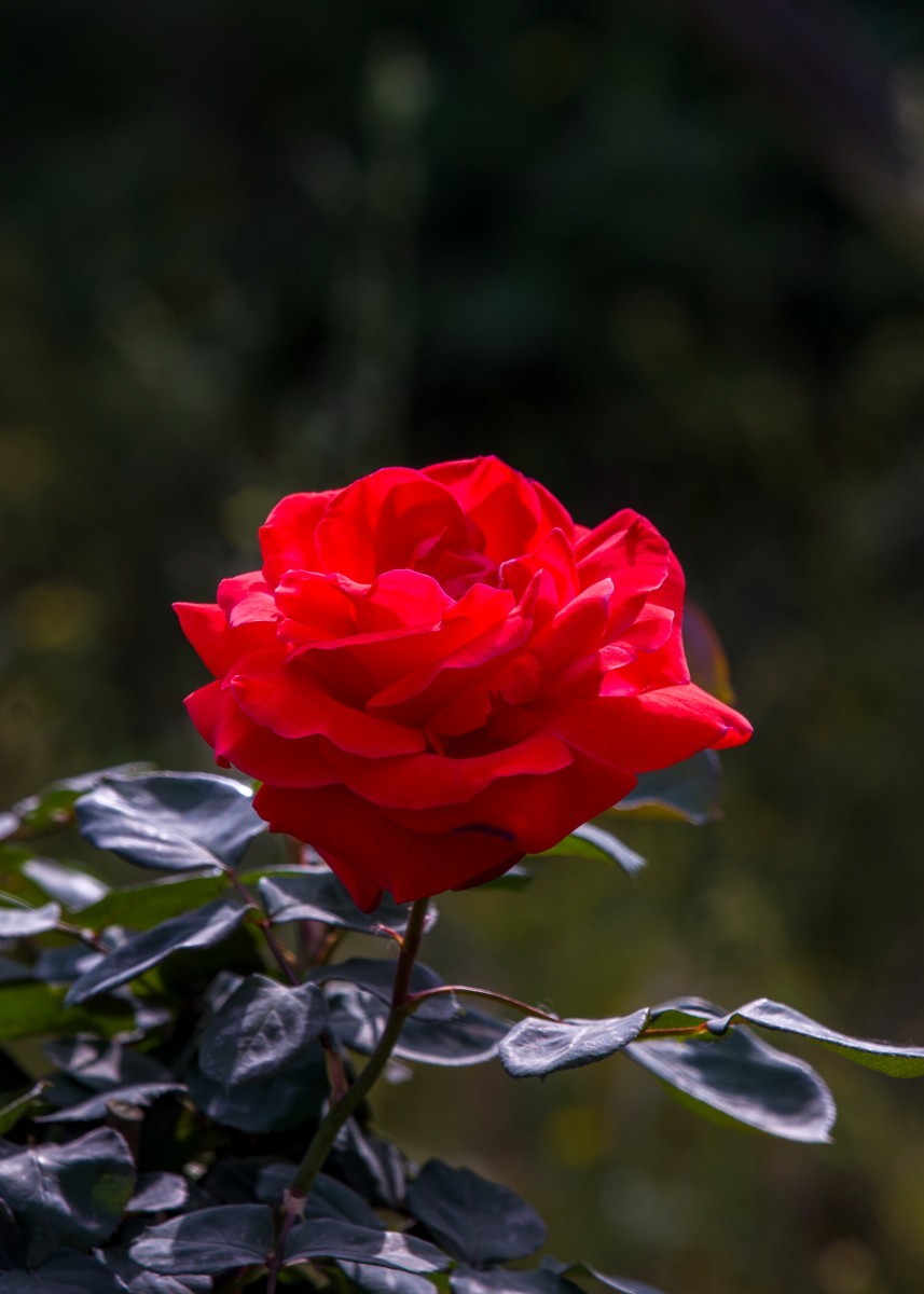 外出随拍（续399）.