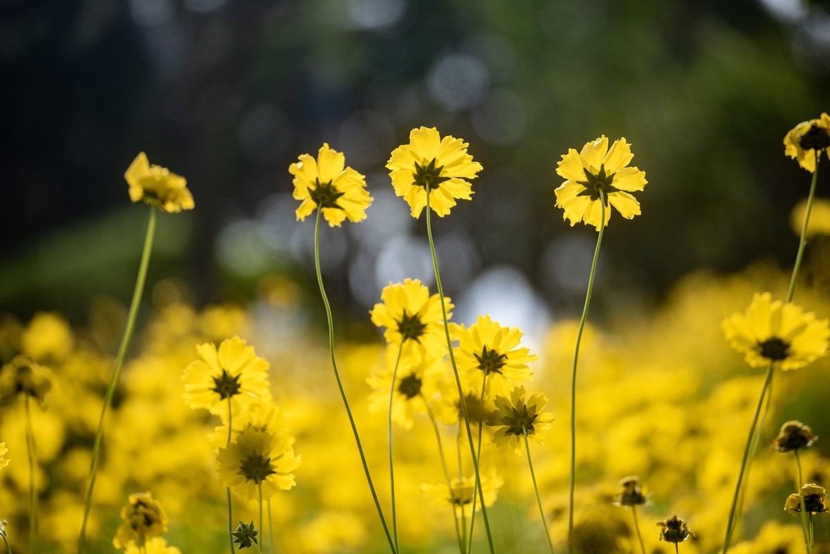剑叶金鸡菊（五）