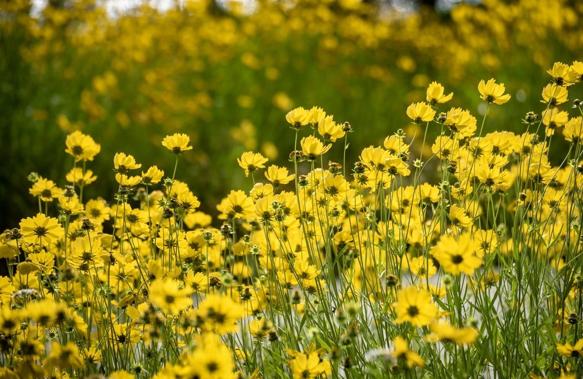剑叶金鸡菊（五）