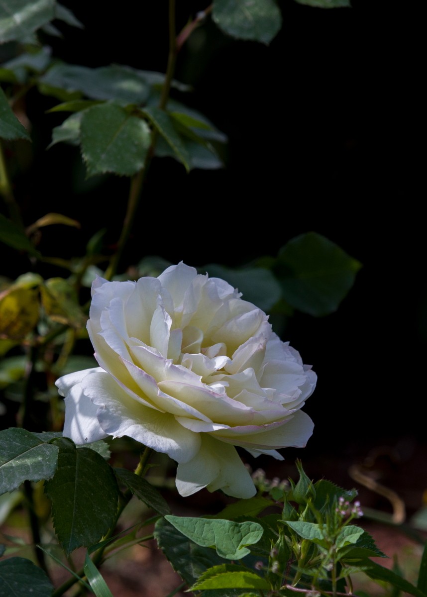 外出随拍（续399）.