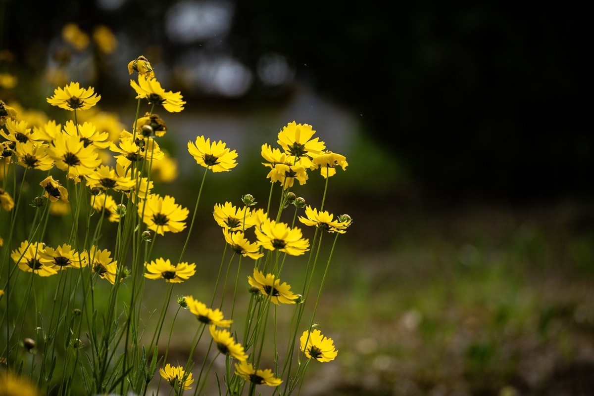 剑叶金鸡菊（五）
